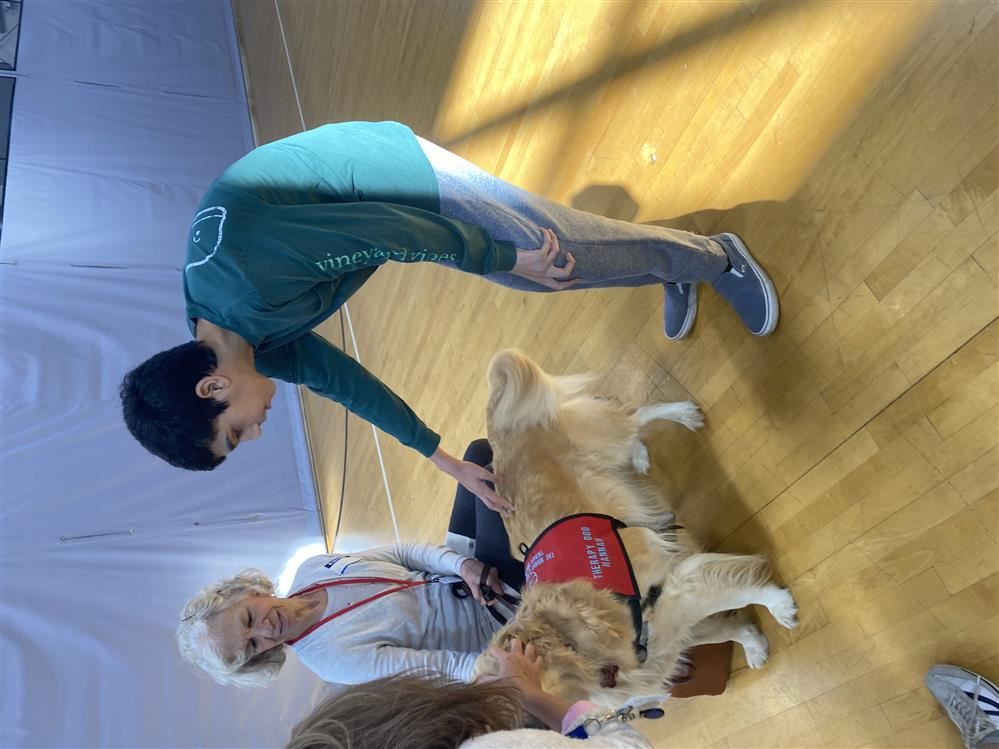 Therapy Dogs 